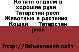 Котята отдаем в хорошие руки - Татарстан респ. Животные и растения » Кошки   . Татарстан респ.